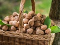 Walnut harvest. Walnuts in the basket Royalty Free Stock Photo