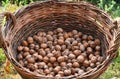 WALNUTS IN BASKET