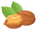 Walnut icon. Whole and open nuts. Healthy food
