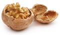 Walnut isolated Royalty Free Stock Photo