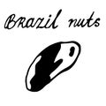 Walnut on an isolated white background hand-drawn. Black outline of a Brazil nut