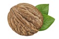 Walnut isolated on white background. One walnut close-up with green leaves. Nut collection Royalty Free Stock Photo