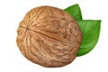 Walnut isolated on white background. One walnut closeup with green leaves. Nut organic Royalty Free Stock Photo