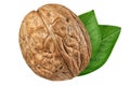 Walnut isolated on white background. One walnut closeup with green leaves. Nut organic Royalty Free Stock Photo