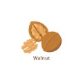 Walnut isolated on white background vector illustration in flat design. Royalty Free Stock Photo