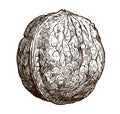 Walnut isolated on a white background