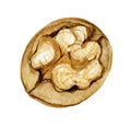 Walnut isolated on white , watercolor illustration