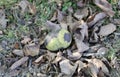 Walnut in its Hull Royalty Free Stock Photo