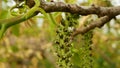 Walnut Juglans regia catkins flowers tree close-up macro detail blossom male spring green plant leaves leaf in garden Royalty Free Stock Photo