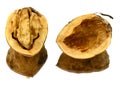 Walnut Royalty Free Stock Photo