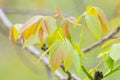 Walnut Juglans regia sprout with first leaves at spring