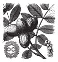 Walnut or Juglans sp., vintage engraved illustration