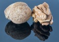 Walnut kernel on a dark background. With reflection in the foreground. Royalty Free Stock Photo