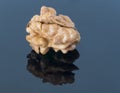 Walnut kernel on a dark background. With reflection in the foreground. Royalty Free Stock Photo