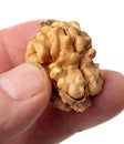 Walnut kernel in hand isolated white background. Macro Royalty Free Stock Photo