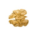 Walnut kernel isolated on white background vector illustration