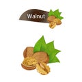 Walnut kernel in nutshell with leaves set Royalty Free Stock Photo