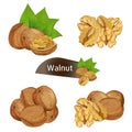 Walnut kernel in nutshell with leaves set Royalty Free Stock Photo