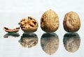 Walnut kernel and two whole walnuts Royalty Free Stock Photo