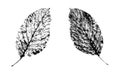 Walnut leaf.