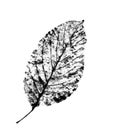 Walnut leaf.