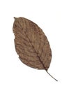 Walnut leaf. Royalty Free Stock Photo