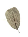 Walnut leaf. Royalty Free Stock Photo