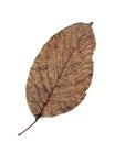 Walnut leaf. Royalty Free Stock Photo