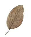 Walnut leaf. Royalty Free Stock Photo