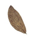 Walnut leaf. Royalty Free Stock Photo