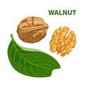 Walnut with leaf isolated on white background. Color image for template label, packing and emblem Royalty Free Stock Photo