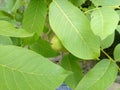 Walnut leaf Royalty Free Stock Photo