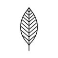 Walnut leaf linear icon