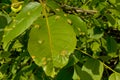 Walnut leaf mite galls - - Aceria erinea