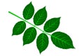 Walnut leaf