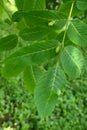 Walnut leaves infected with nut felt gall mite Eriophyes Tristriatus var. Erineus Nal