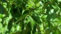 Walnut leaves rustle in the wind