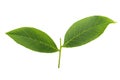 Walnut leaves on white background