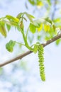 Walnut male flower Royalty Free Stock Photo