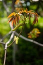 Walnut male flower