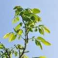 Walnut male flower