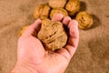 Walnut in a male hand above the sackcloth