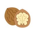 Walnut nut icon. Walnuts in nutshell and peeled walnut