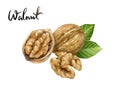 Walnut nut watercolor isolated on white background Royalty Free Stock Photo