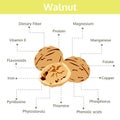 Walnut nutrient of facts and health benefits, info graphic nut