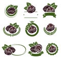 Walnut nuts labels and elements set. Vector