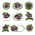 Walnut nuts labels and elements set. Vector