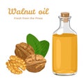 Walnut oil in a glass bottle. nshell walnuts and peeled kernel.