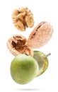 Walnut open falls on a white background. Isolated levitating nut Royalty Free Stock Photo