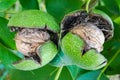 walnut in opening green peel